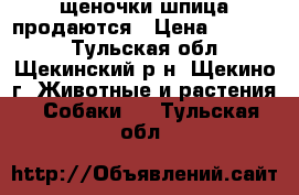 щеночки шпица продаются › Цена ­ 16 000 - Тульская обл., Щекинский р-н, Щекино г. Животные и растения » Собаки   . Тульская обл.